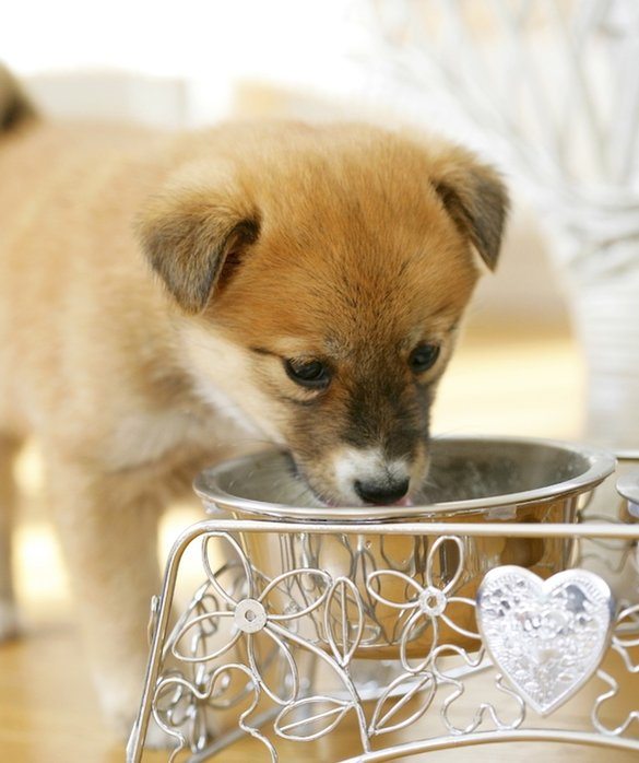 6-tips-for-traveling-with-pets