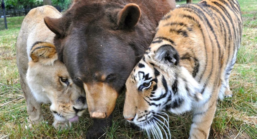 7-adorable-animals-surprisingly-became-bffs