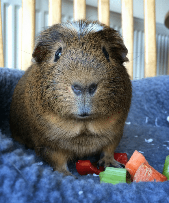 7-best-pet-for-every-zodiac-sign