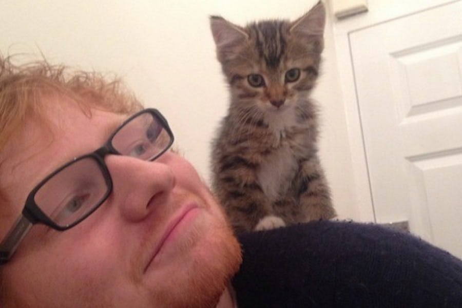 7-cutest-pets-hollywood