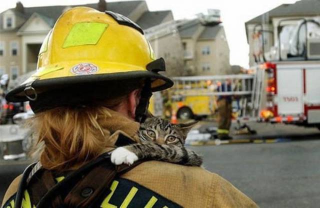 7-heartbreaking-pics-animals-saving-pets
