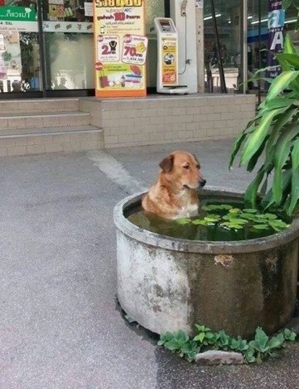 7-hilarious-dogs-that-forgot-how-to-dog