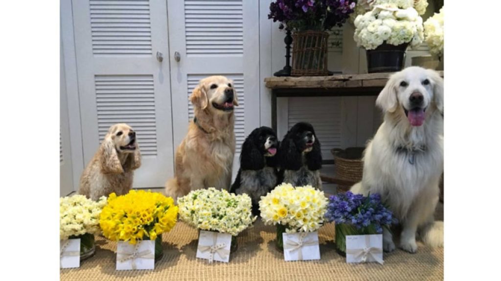 7-hollywood-dogs-incredibly-spoiled