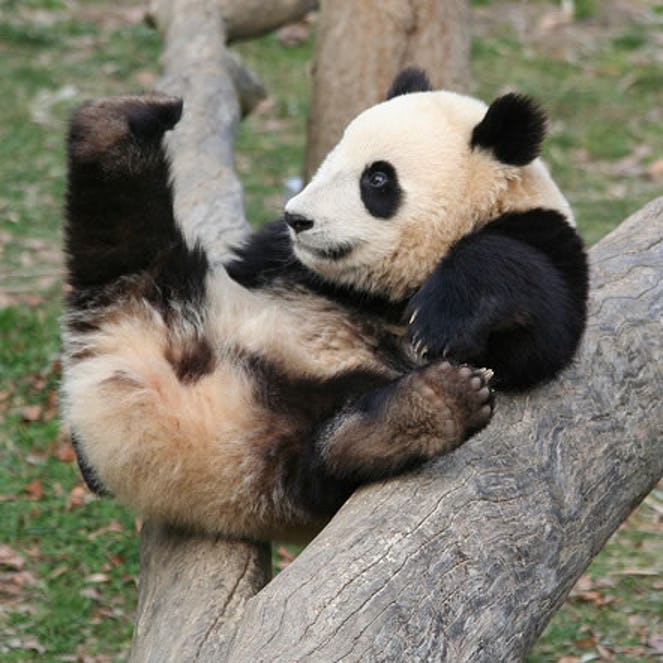 7-times-pandas-were-way-too-cute-to-handle