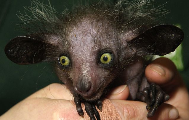 7-ugliest-animals-on-the-planet