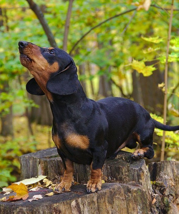 8-best-pet-for-every-zodiac-sign