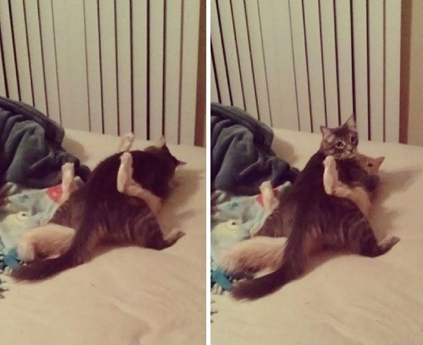 8-hiarious-times-pets-caught-in-the-act-animals