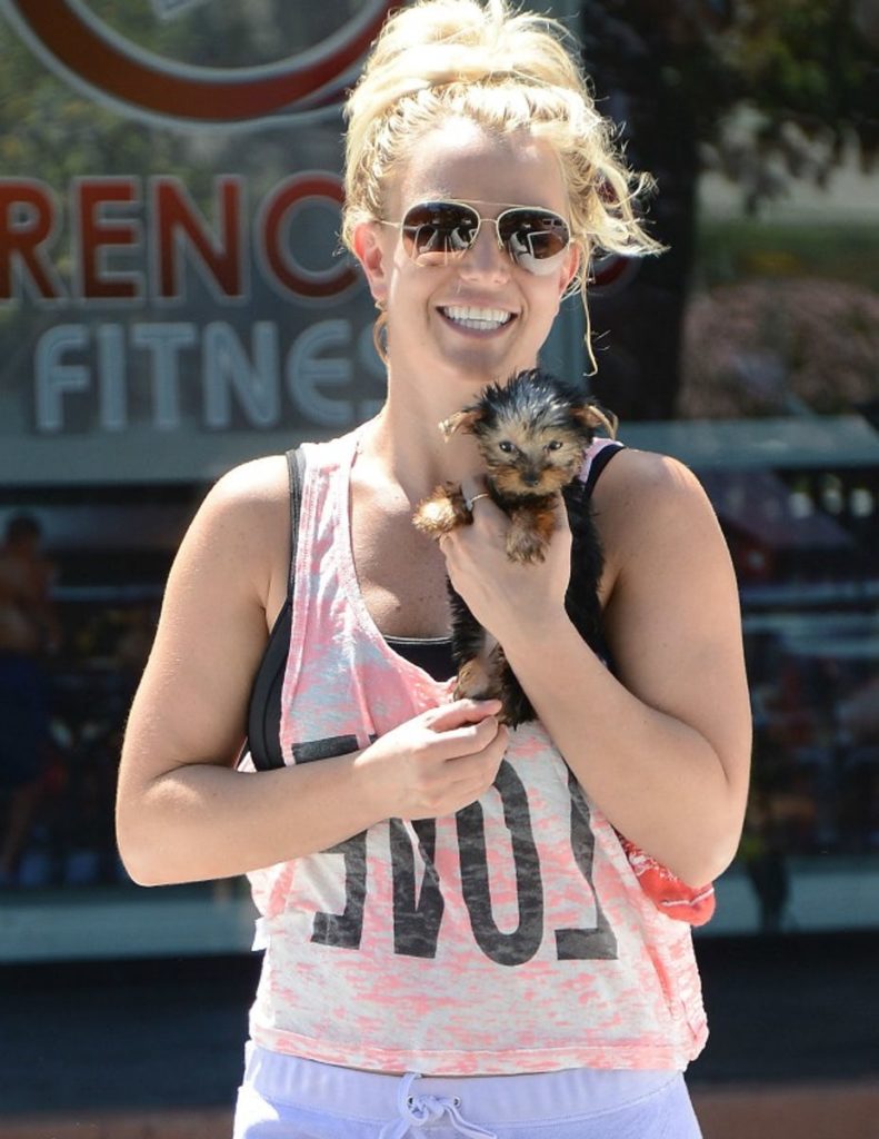 8-hollywood-dogs-incredibly-spoiled