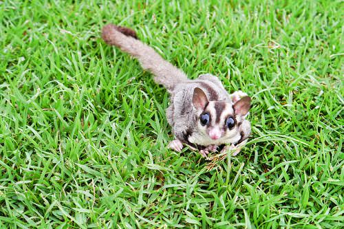 8-most-unusual-animals-to-keep-as-pets