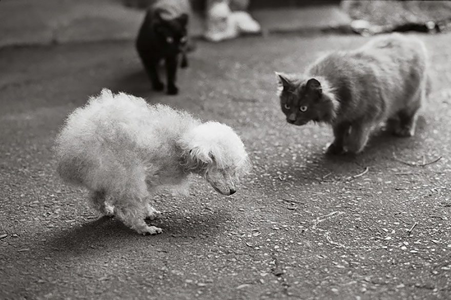 8-rare-look-at-the-lives-of-elderly-dogs