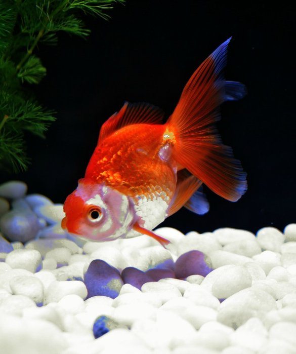 9-best-pet-for-every-zodiac-sign