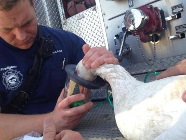 9-heartbreaking-pics-animals-saving-pets