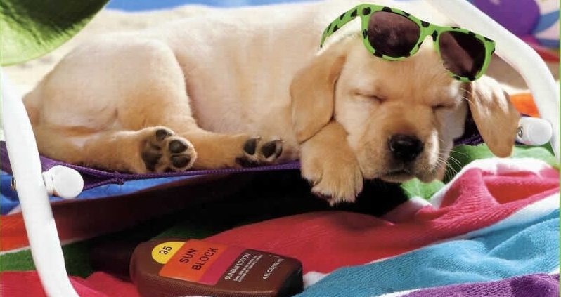 9-protect-dog-from-sun-burn