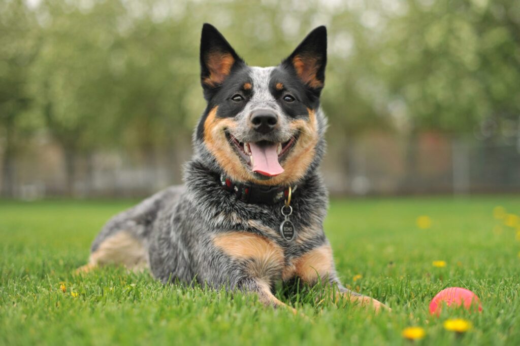 australian-cattle-dog