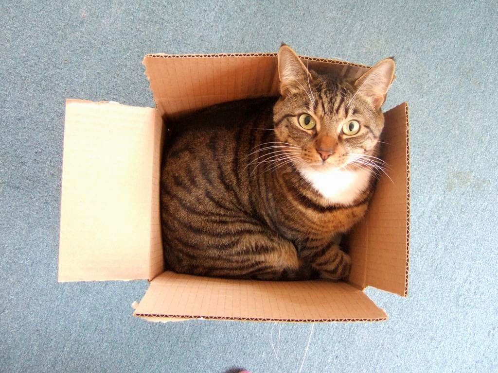 cat-box