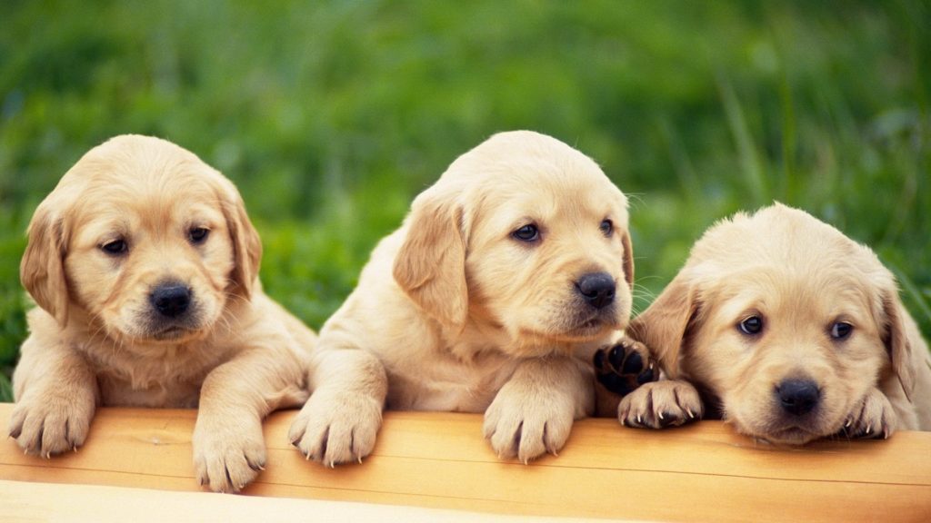 cute-pups