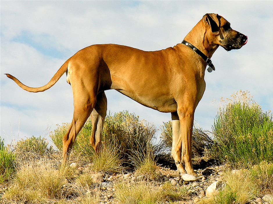 dog-breeds-4