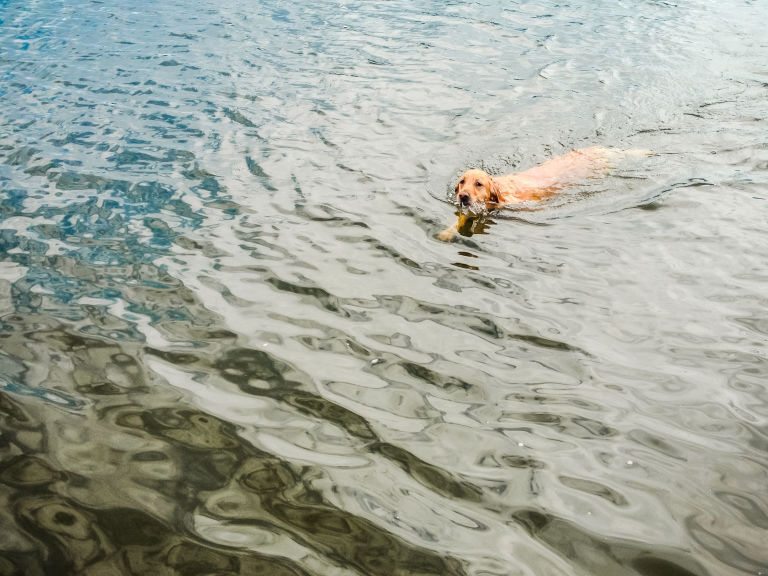 facts-about-retrievers-1