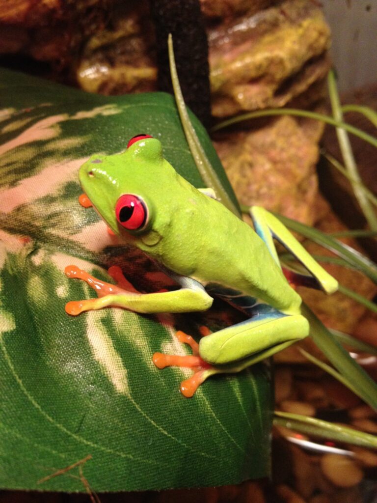 frog-pet