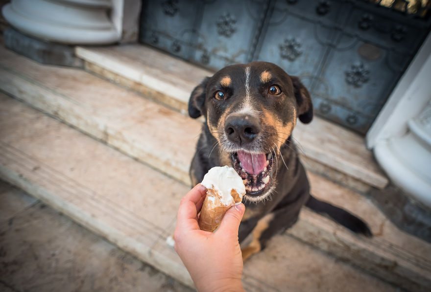 pets-love-ice-cream-4