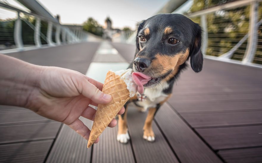 pets-love-ice-cream-5