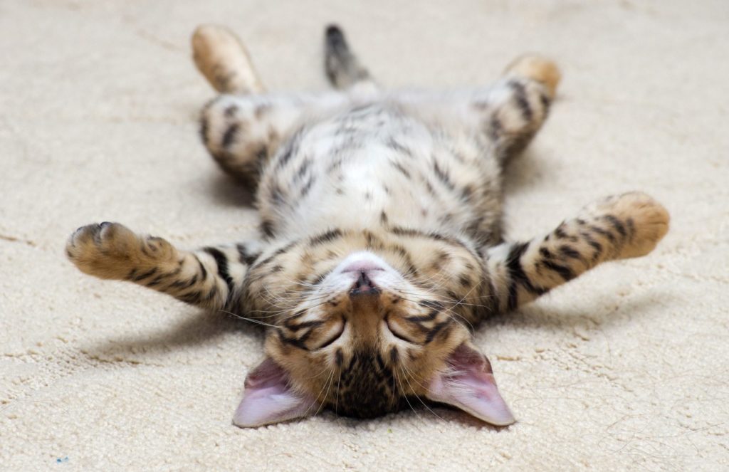 sleeping-cat