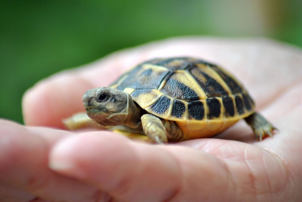 turtle-pet