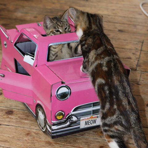 13-perfect-gifts-to-spoil-your-pets-with