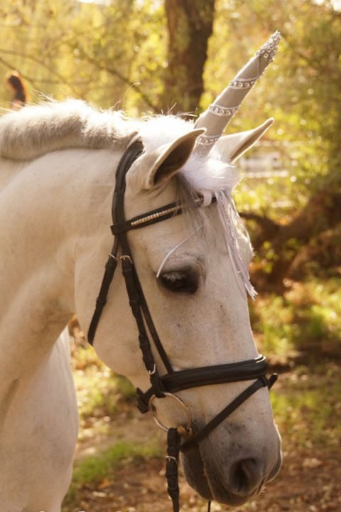 15-perfect-gifts-to-spoil-your-pets-with