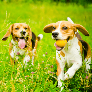 2-friendly-dog-breeds-families-children