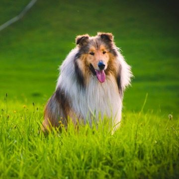 4-friendly-dog-breeds-families-children