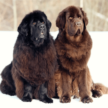5-friendly-dog-breeds-families-children