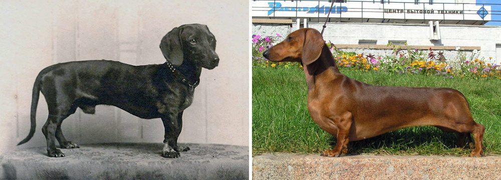 6-how-dog-breeds-changed-the-last-100-years