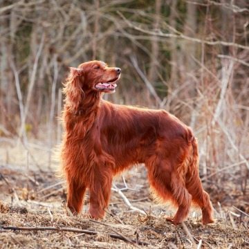 7-friendly-dog-breeds-families-children