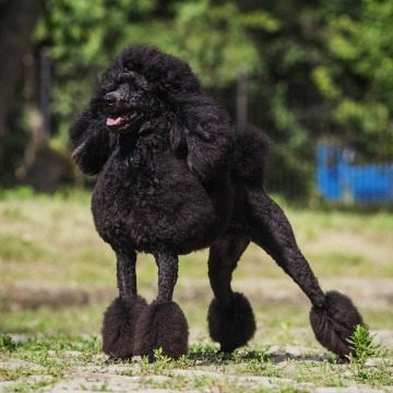 8-friendly-dog-breeds-families-children