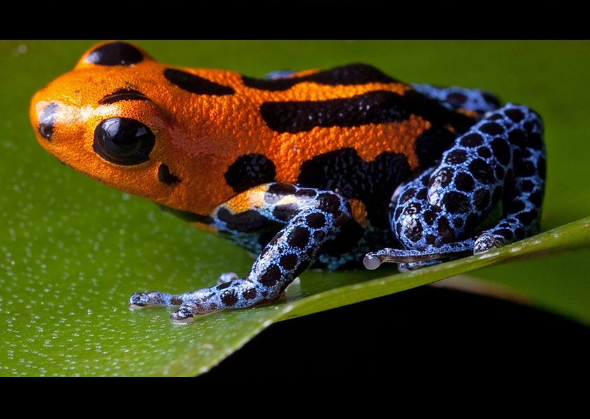 9-amazing-animal-facts-never-thought-about