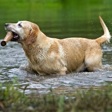 9-friendly-dog-breeds-families-children