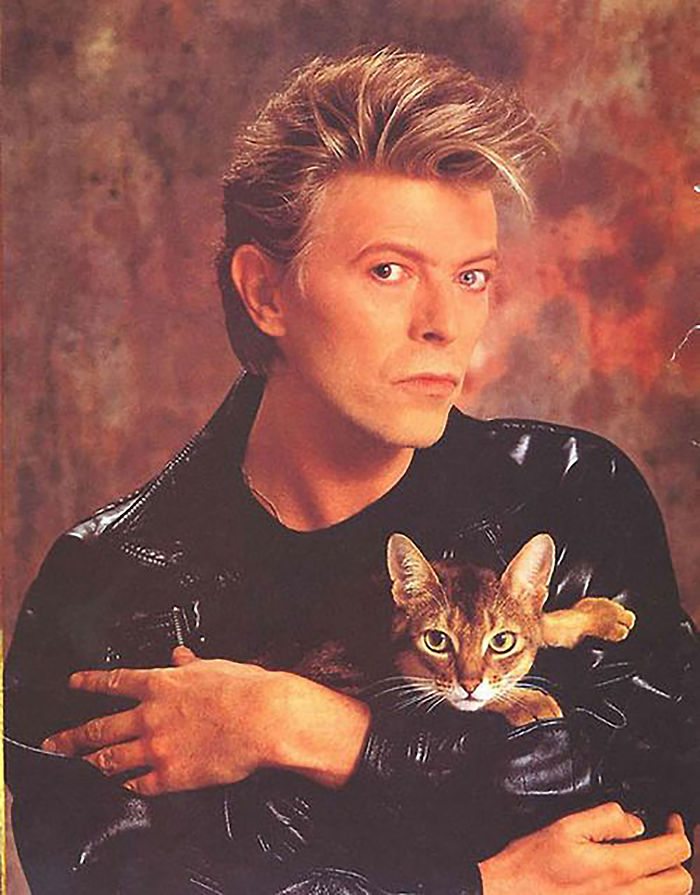 celebrities-and-cats-1