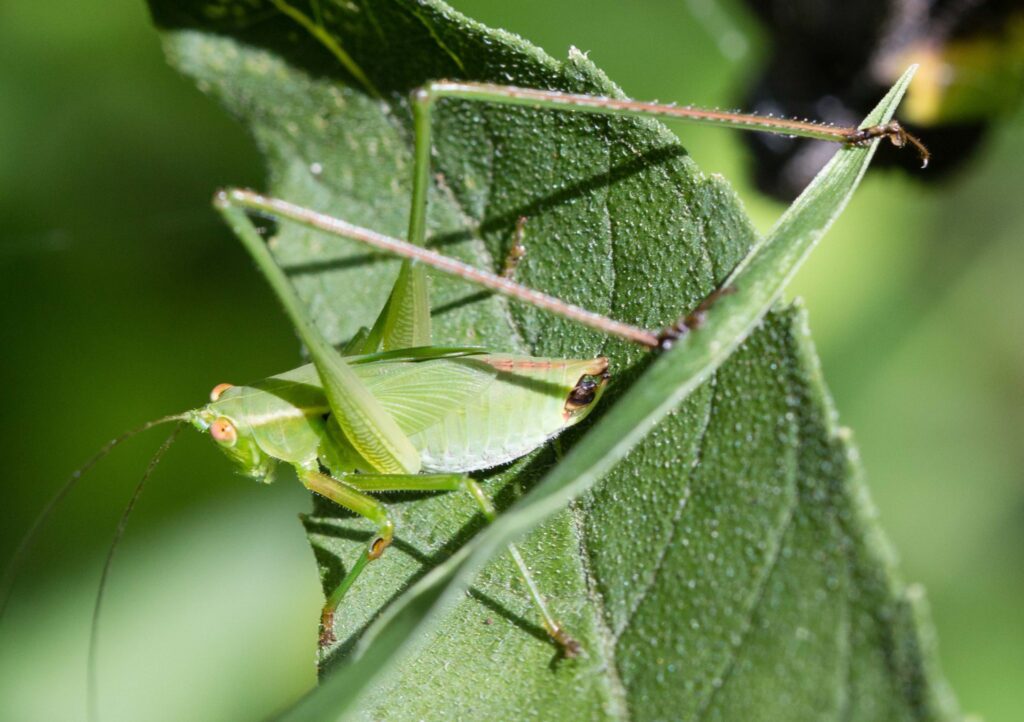 conehead-katydid-nymph