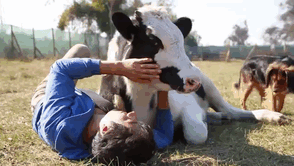cute-cows-9