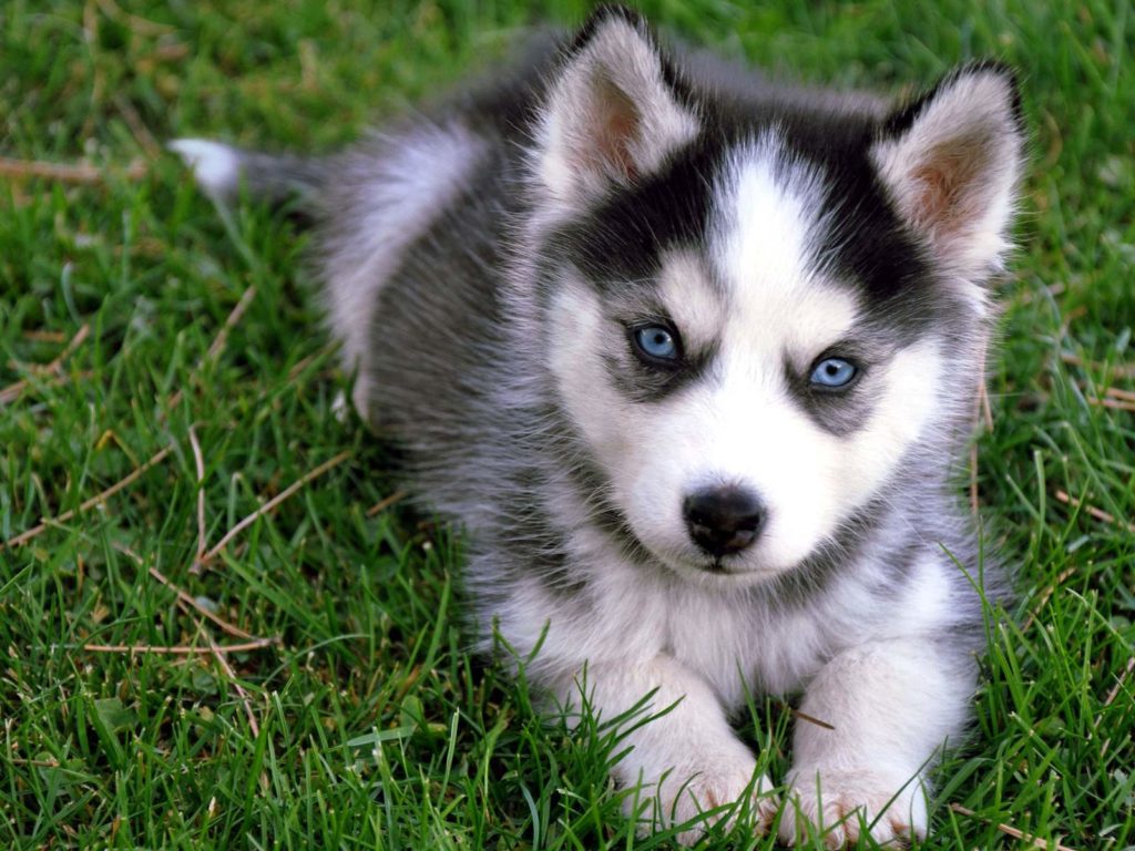 cute-dog's-eyes-1