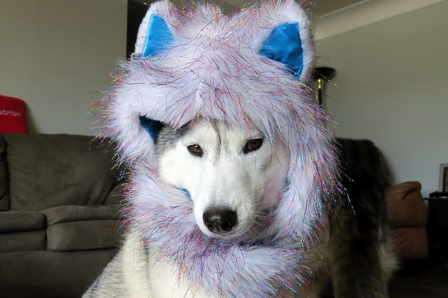 dog-cosplay-1