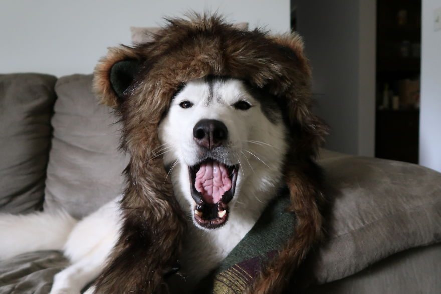 dog-cosplay-3