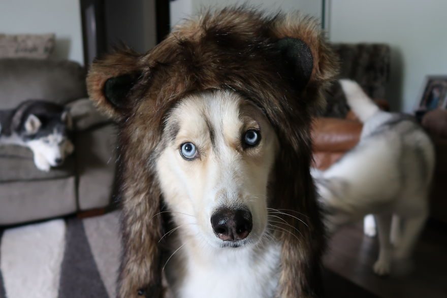 dog-cosplay-4