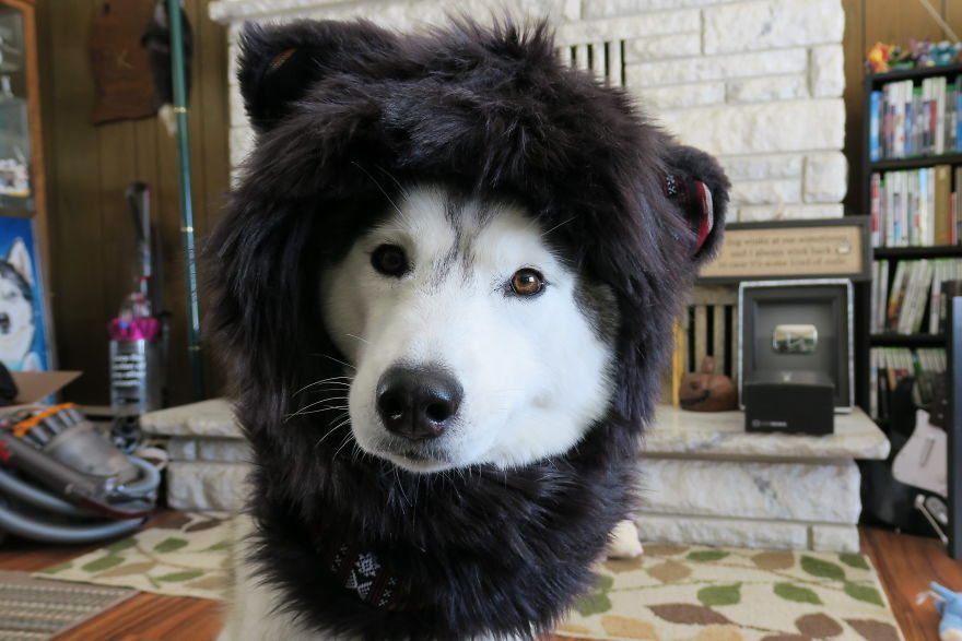 dog-cosplay-5