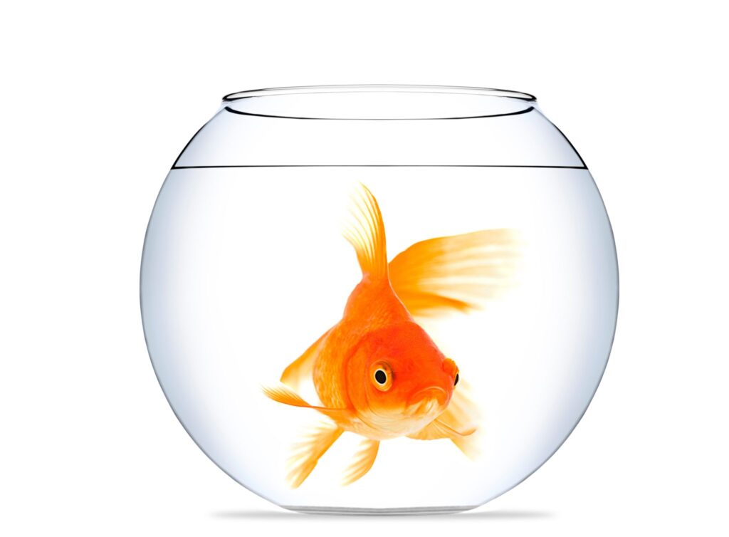 Goldfish isolated on a white background