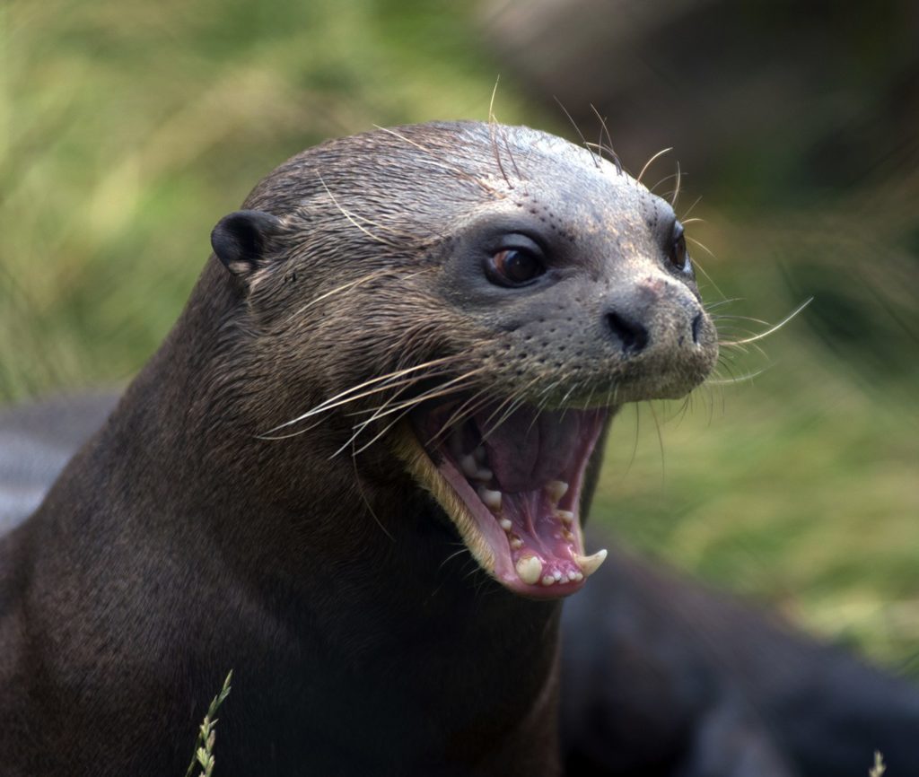 Due their sheer size, giant otters bear an uncanny resemblance to seals