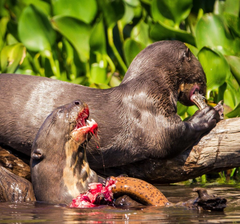 Like the Eurasian cousins, giant otters are boisterous animals, using play to reinforce social bonds