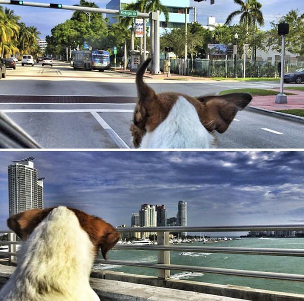 puppy-explored-20-countries-10