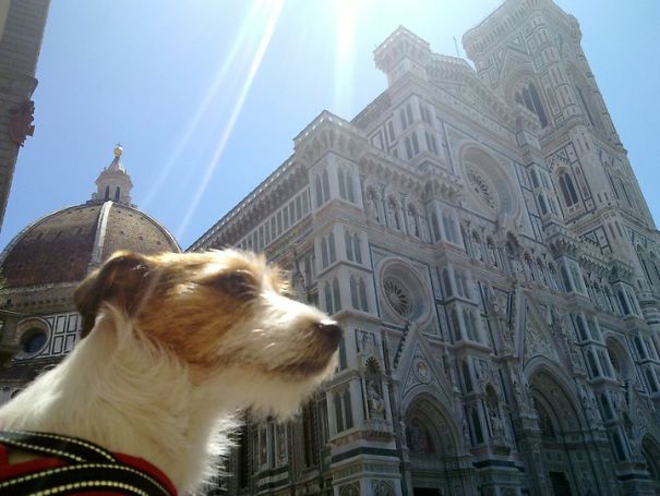 puppy-explored-20-countries-3